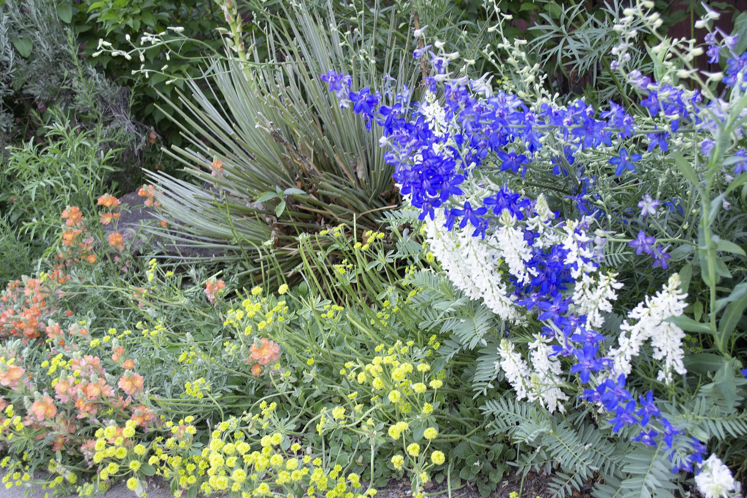 Photo Gallery of Native Plants in Dave Sutherland's Home Xeriscape